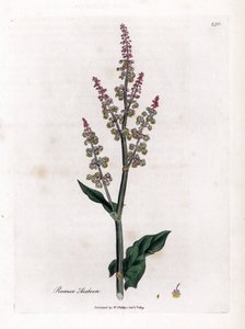 Acedera común o acedera grande - Garden sorrel, Rumex acetosa. Grabado en cobre coloreado a mano de una ilustración botánica de James Sowerby extraída de "Medical Botany" de William Woodville y Sir William Jackson Hooker, John Bohn, Londres. de James Sowerby