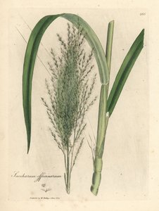 Caña de azúcar común, Saccharum officinarum de James Sowerby