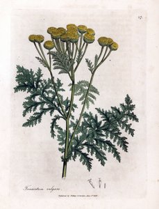 Tanaceto común o salpicón - Tansy, Tanacetum vulgare. Grabado en cobre coloreado a mano a partir de una ilustración botánica de James Sowerby de "Botánica Médica" de William Woodville y Sir William Jackson Hooker, John Bohn, Londres.