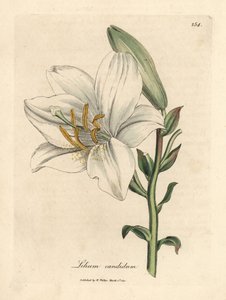 Lirio blanco común, Lilium candidum de James Sowerby