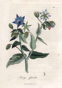 Compendio de borraja. Grabado en cobre coloreado a mano a partir de un dibujo de James Sowerby (1757-1822), en Botanique Medicinale de James Sowerby
