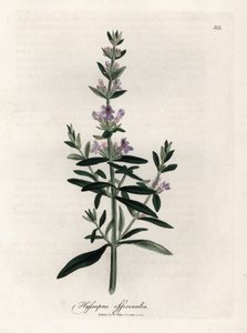 Compendio de hisopo. Grabado en cobre coloreado a mano a partir de un dibujo de James Sowerby (1757-1822), en Botanique Medicinale de James Sowerby