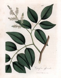 Copaier - Bálsamo de Copaiva, Copaifera officinalis. Grabado en cobre coloreado a mano a partir de una ilustración botánica de James Sowerby de "Medical Botany" de William Woodville y Sir William Jackson Hooker, John Bohn, Londres.