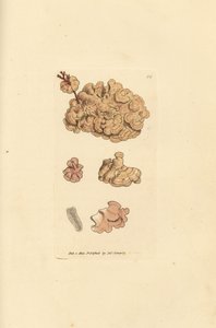 Especie coralina, Corallina auriculariaeformis. (¿Cactus coralino, Halimedia opuntia?) Grabado en cobre coloreado a mano por James Sowerby de The British Miscellany, or Coloured figures of new, rare, or little known animal subjects. de James Sowerby