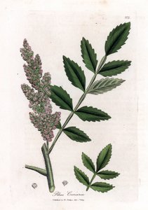 Corroyere o zumaque de los corroyeurs o viajeros - Zumaque de hoja de olmo, Rhus coriaria. Grabado en cobre coloreado a mano a partir de una ilustración botánica de James Sowerby de "Botánica Médica" de William Woodville y Sir William Jackson Hooker, John  de James Sowerby