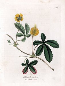 Creeping cinquefoil or quintefeuille - Cinquefoil común, Potentilla reptans. Grabado en cobre coloreado a mano de una ilustración botánica de James Sowerby extraída de "Medical Botany" de William Woodville y Sir William Jackson Hooker, John Bohn, Londres. de James Sowerby