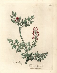 Fumaria de flor carmesí, Fumaria officinalis de James Sowerby