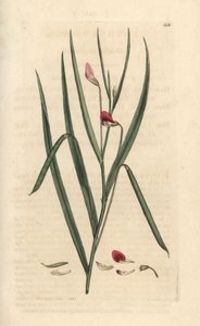 Avefría carmesí, Lathyrus nissolia. Grabado en cobre coloreado a mano según una ilustración de James Sowerby de James Smith