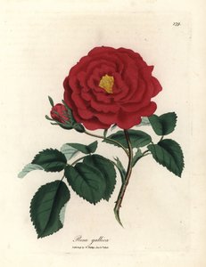 Rosa oficinal carmesí, Rosa gallica de James Sowerby