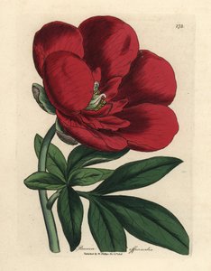Peonía carmesí, Paeonia officinalis de James Sowerby