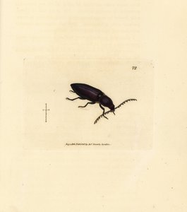 Escarabajo Ctenicera cuprea (Elater chalybeus). Grabado en cobre coloreado a mano por James Sowerby de The British Miscellany, or Coloured figures of new, rare, or little known animal subjects. de James Sowerby