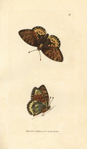 Frutilaria verde oscuro, Argynnis aglaia (mariposa Charlotte, Papilio charlotta). Grabado en cobre coloreado a mano por James Sowerby de The British Miscellany, or Coloured figures of new, rare, or little known animal subjects. de James Sowerby