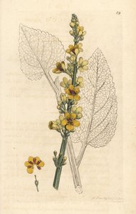 Gordolobo, Verbasum nigrum (molene negro) Grabado en cobre coloreado a mano según una ilustración de James Sowerby de Botánica inglesa de James Smith, Londres. de James Sowerby