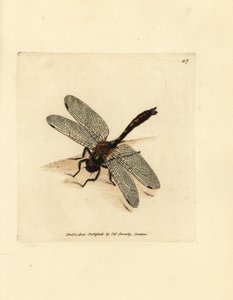 Libélula esmeralda, Cordulia aenea (Libellula aenea). Grabado en cobre coloreado a mano por James Sowerby de The British Miscellany, or Coloured figures of new, rare, or little known animal subjects.