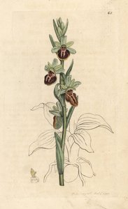 Orquídea araña temprana, Ophrys sphegodes (Spider orchis, Ophrys aranifera). Grabado en cobre coloreado a mano según una ilustración de James Sowerby de James Smith