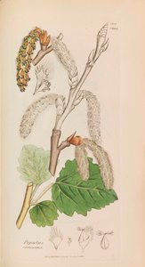 Botánica Inglesa, 1790-1800