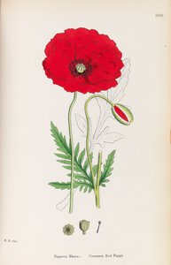Botánica Inglesa de James Sowerby