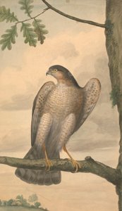 Gavilán euroasiático de James Sowerby