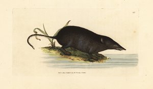Musaraña de agua euroasiática, Neomys fodiens (Sorex ciliatus, ratón musaraña de agua de cola con flecos). Grabado en cobre coloreado a mano por James Sowerby de The British Miscellany, or Coloured figures of new, rare, or little known animal subjects.