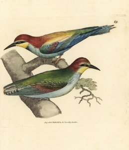 Abejaruco europeo, Merops apiaster. Macho y hembra. Grabado en cobre coloreado a mano por James Sowerby de The British Miscellany, or Coloured figures of new, rare, or little known animal subjects. de James Sowerby