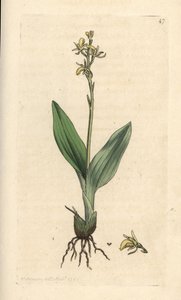 Orquídea de los pantanos, Liparis loeselii (Ophrys enana, Ophrys loeselii). Grabado en cobre coloreado a mano según una ilustración de James Sowerby de James Smith