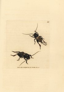 Grillo de campo, Gryllus campestris (Accheta campestris). Grabado en cobre coloreado a mano por James Sowerby de The British Miscellany, or Coloured figures of new, rare, or little known animal subjects. de James Sowerby