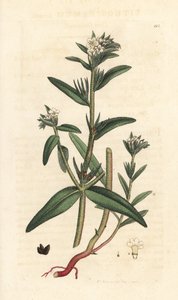 Buglossoides arvensis (Lithospermum arvense) (Gremil des champs) Grabado en cobre coloreado a mano según una ilustración de James Sowerby de James Smith