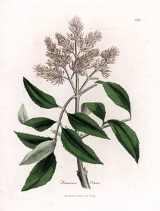 Fresno en flor, Fraxinus ornus. Grabado en cobre coloreado a mano a partir de una ilustración botánica de James Sowerby de la obra de William Woodville y Sir William Jackson Hooker "Medical Botany", John Bohn, Londres.