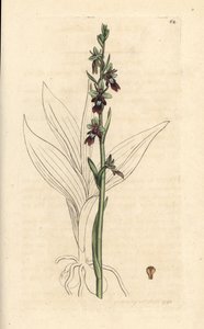 Orquídea mosca, Ophrys insectifera (Fly orchis, Ophrys muscifera). Grabado en cobre coloreado a mano según una ilustración de James Sowerby de James Smith