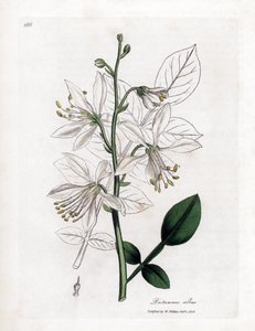 Fraxinelle - Fraxinela blanca o basarda, Dictamnus albus. Grabado en cobre coloreado a mano a partir de una ilustración botánica de James Sowerby de "Medical Botany" de William Woodville y Sir William Jackson Hooker, John Bohn, Londres. de James Sowerby