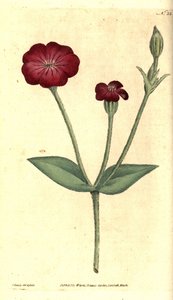 Amapola de jardín - Campión rosado, Silene coronaria (Rock cockle o campion, Agrostemma coronaria). Grabado en cobre coloreado a mano e ilustración botánica de James Sowerby de The Botanical Magazine de William Curtis, Lambeth Marsh, Londres. de James Sowerby