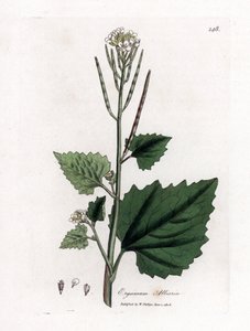 Mostaza del ajo, Alliaria petiolata. Grabado en cobre coloreado a mano a partir de una ilustración botánica de James Sowerby extraída de "Medical Botany" de William Woodville y Sir William Jackson Hooker, John Bohn, Londres. de James Sowerby