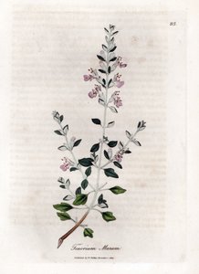 Germandree marum o germandree de gatos - Tomillo de gato, Teucrium marum. Grabado en cobre coloreado a mano de una ilustración botánica de James Sowerby de la obra de William Woodville y Sir William Jackson Hooker "Medical Botany", John Bohn, Londres.
