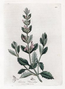 Germandree petit oak - Germander común, Teucrium chamaedrys. Grabado en cobre coloreado a mano de una ilustración botánica de James Sowerby extraída de "Medical Botany" de William Woodville y Sir William Jackson Hooker, John Bohn, Londres. de James Sowerby
