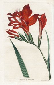 Glaieul cardinal - Litografía de James Sowerby (1757-1822), del Botanical Magazine de William Curtis (1746-1799)