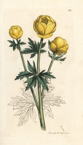 Flor de globo, Trollius europaeus. Grabado en cobre coloreado a mano según una ilustración de James Sowerby de James Smith