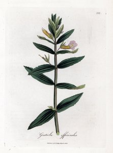 Gratiole officinale - Hisopo de seto, Gratiola officinalis. Grabado en cobre coloreado a mano de una ilustración botánica de James Sowerby extraída de "Medical Botany" de William Woodville y Sir William Jackson Hooker, John Bohn, Londres.