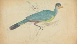 Turaco azul