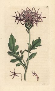 Centaurea scabiosa (Centauree scabieuse) Grabado en cobre coloreado a mano según una ilustración de James Sowerby de James Smith