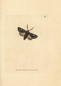 Polilla de puntos verdes, Valeria oleagina (Phalaena Bombyx oleagina). Grabado en cobre coloreado a mano por James Sowerby de The British Miscellany, or Coloured figures of new, rare, or little known animal subjects. de James Sowerby