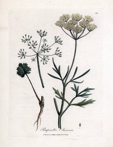 Anís verde (Pimpinella anisum). Grabado en cobre coloreado a mano a partir de una ilustración de James Sowerby. Extracto del libro de William Woodville y Sir William Jackson Hooker "Botanique medicinale" 1832. El incansable Sowerby (1757-1822) dibujó más d de James Sowerby