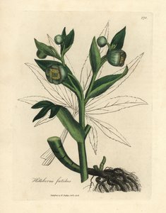 Heléboro fétido de flor verde o pie de oso, Helleborus foetidus de James Sowerby