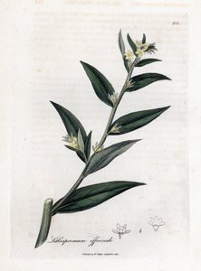 Gremil officinal o hierba perla - Gromwell, Lithospermum officinale. Grabado en cobre coloreado a mano a partir de una ilustración botánica de James Sowerby de "Medical Botany" de William Woodville y Sir William Jackson Hooker, John Bohn, Londres. de James Sowerby