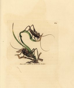 Grillo gris, Platycleis grisea (Langosta gris, Locust grisea). Grabado en cobre coloreado a mano por James Sowerby de The British Miscellany, or Coloured figures of new, rare, or little known animal subjects. de James Sowerby