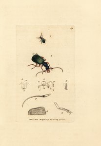 Escarabajo de tierra, Drypta dentata (Golden-mouthed carabus, Carabus chrysostomos). Grabado en cobre coloreado a mano por James Sowerby de The British Miscellany, or Coloured figures of new, rare, or little known animal subjects. de James Sowerby