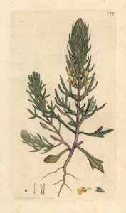 Ground pine, Ajuga chamaepitys (abeto) Grabado en cobre coloreado a mano según una ilustración de James Sowerby de James Smith