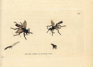 Lavandera de arena peluda, Podalonia hirsuta (Ammophila hirsuta). Grabado en cobre coloreado a mano por James Sowerby de The British Miscellany, or Coloured figures of new, rare, or little known animal subjects.