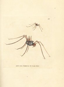 Araña cosechadora, Megabunus diadema. Grabado en cobre coloreado a mano por James Sowerby de The British Miscellany, or Coloured figures of new, rare, or little known animal subjects. de James Sowerby
