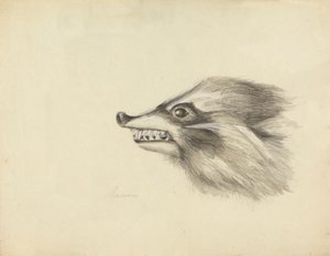 Cabeza de mapache