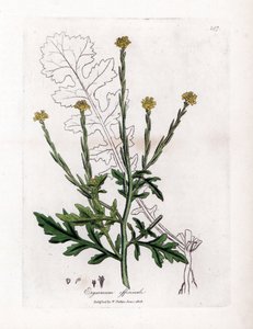 Hierba con cantos o hierba de setos o velar - Hedge mustard, Erysium officinale. Grabado en cobre coloreado a mano a partir de una ilustración botánica de James Sowerby de "Botánica Médica" de William Woodville y Sir William Jackson Hooker, John Bohn, Lon de James Sowerby